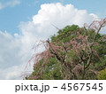 枝垂桜と空