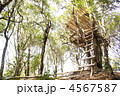 里山のツリーハウス
