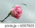 ミリンダ