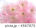 八重桜