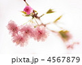 八重紅枝垂れ桜