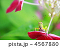 バッタ