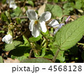 沢山有るスミレの中で白色の花を咲かすマルバスミレ
