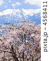 桜と雪山