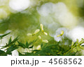 楓の種