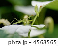 カマキリ