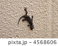 ヤモリ