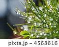 雨上がり