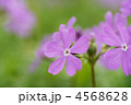 さくら草