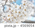 染井吉野（白）