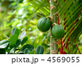 パパイヤ
