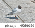 ユリカモメ