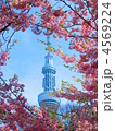 スカイツリーと桜