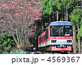 叡山電鉄　叡電　山桜　春　902きらら　鞍馬