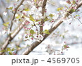4569705