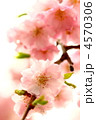 ｓａｋｕｒａｓａｋｕ