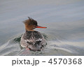 ウミアイサ