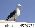 セグロカモメ