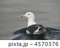 セグロカモメ