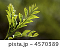 4570389