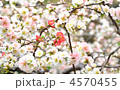 ボケの花
