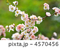 ボケの花