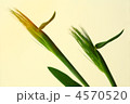 麦の穂