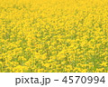 4570994