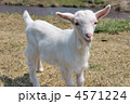子ヤギ