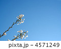 満開のソメイヨシノ(青空)