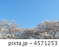 満開のソメイヨシノ(青空)