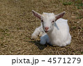 子ヤギ