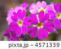 桜草のクローズアップ