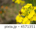 春の色菜の花
