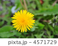 たんぽぽ