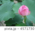 蓮の花