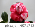 京小袖