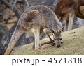 カンガルー