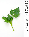 Italian Parsley, イタリアンパセリ