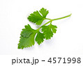 Italian Parsley, イタリアンパセリ