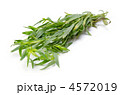 tarragon, タラゴン