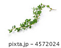 thyme, タイム