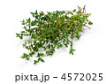 thyme, タイム