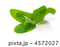 apple mint, アップルミント