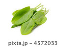 sorrel, ソレル