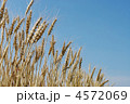 麦秋の頃