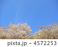 山桜と青空