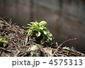 ふきのとう