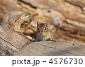 エゾシマリス