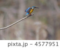 カワセミ